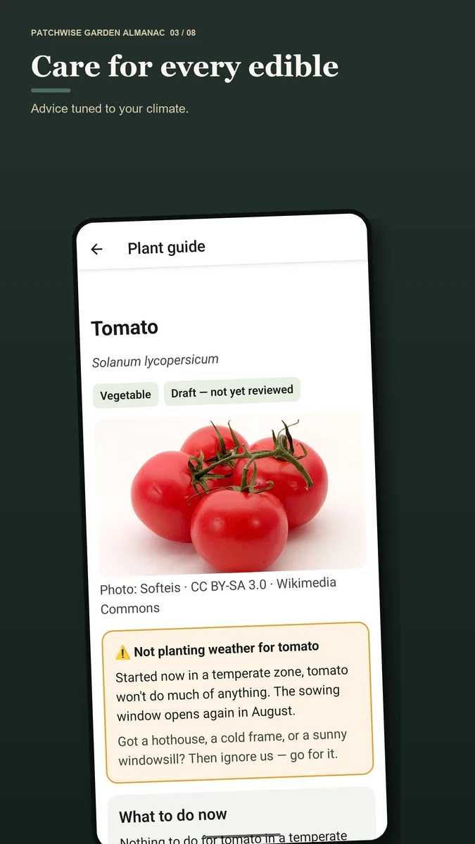 Patchwise tomato plant guide with a plant photo, botanical name and climate-aware seasonal guidance.
