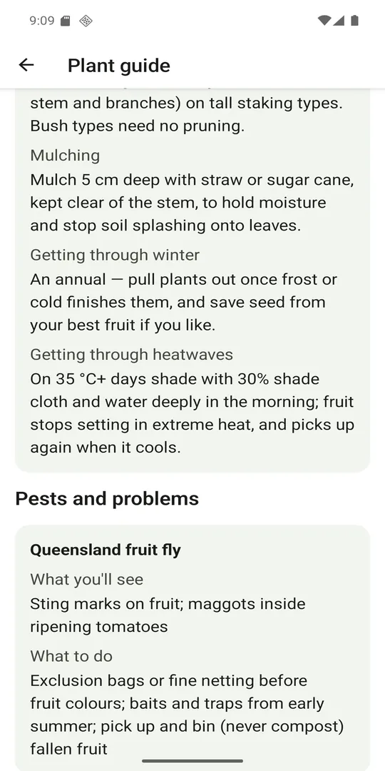Patchwise plant guide for tomato showing pest control advice for Queensland fruit fly