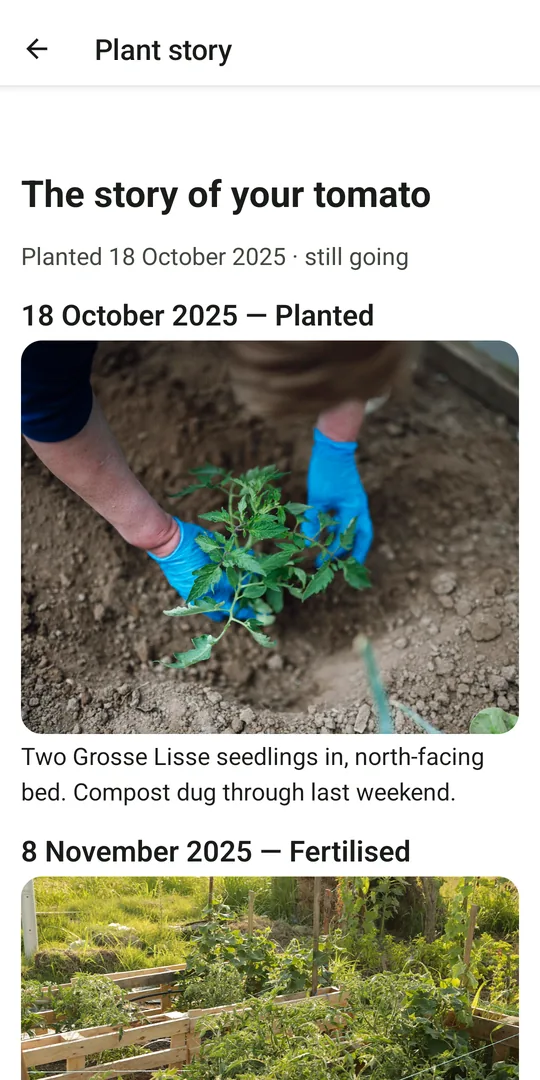 A Patchwise plant story opening on a tomato planted 18 October 2025, with the first dated entry and its photo