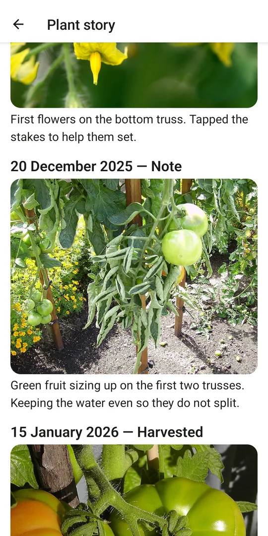 Later entries in the same plant story: first flowers in November, green fruit in December, and the first harvest in January